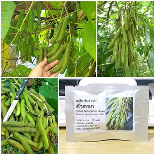 เมล็ดพันธุ์ ถั่วครก ถั่วขอ ถั่วมะขาม Velvet Bean Seed (White Flower) 10 เมล็ด คุณภาพดี ของแท้ 100%