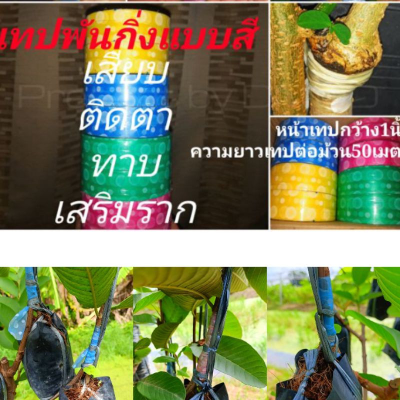 เทปติดตา เสียบยอด ทาบกิ่ง(⭐สินค้าแนะนำ⭐)📌รุ่นความยาวต่อม้วน40เมตร ราคา38บ.และความยาวปกติ54เมตร ราคา42บาท