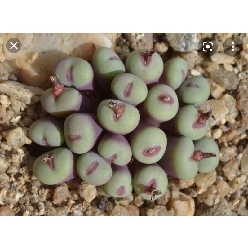 โคโนCONOPHYTUM PAGEAE