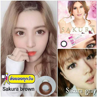 💟 Sakura ( Edge NaKed ) brown gray -00 ถึง -1000 Pitchylens Sweety plus Prettydoll สายตา Contactlens คอนแทคเลนส์.