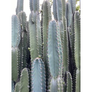 ซีริอุส  cereus hexagonus คอนโดนางฟ้า ปราสาทนางฟ้า