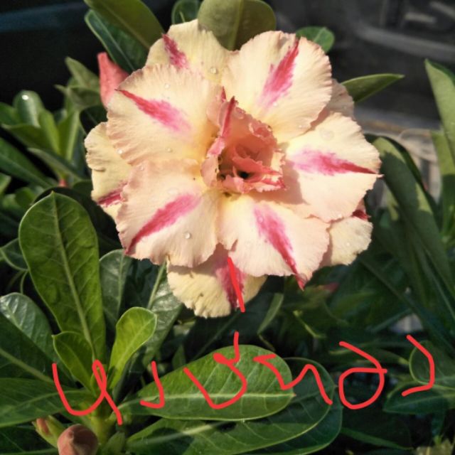 My Image 51