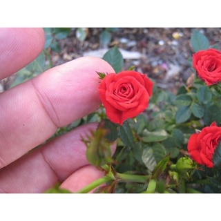 30 เมล็ด ดอกกุหลาบ สีแดง พันธุ์แคระ กุหลาบจิ๋ว Rose Seeds