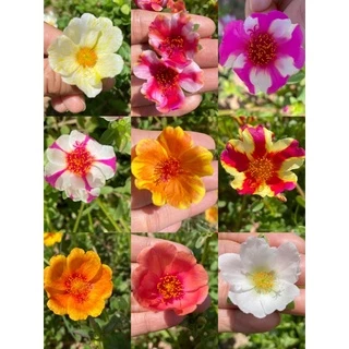 คุณนายตื่นสาย ชุดประหยัด ครึ่งโล 75 บาท