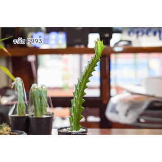 สลัดได ยูโฟเบีย ไตรโกนา (Euphorbia trigona)