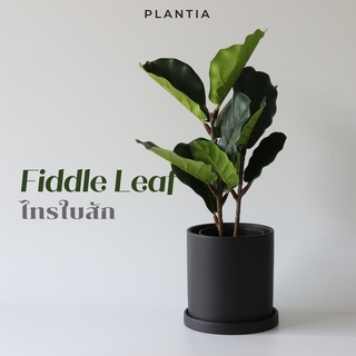 [พร้อมส่ง🚚] ไทรใบสักประดิษฐ์ 50 ซม. / Artificial Fiddle Leaf 50 cm (ต้นไม้ปลอม ต้นไทรใบสัก ไทรใบสัก ต้นไทรใบสักปลอม)