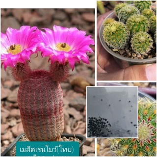 เมล็ดเรนโบว์ 10s (Echinocereus rigidissimus 10s)