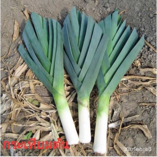 คุณภาพสูง เมล็ด/เมล็ดพันธุ์กระเทียมต้น (ซื้อครบ3ซอง แถมฟรี 1 ซอง) เมล็ดผัก ผักอบกรอบ เมล็ดพันธุ/อ/ขายดี พันธุ์ อินทรีย์