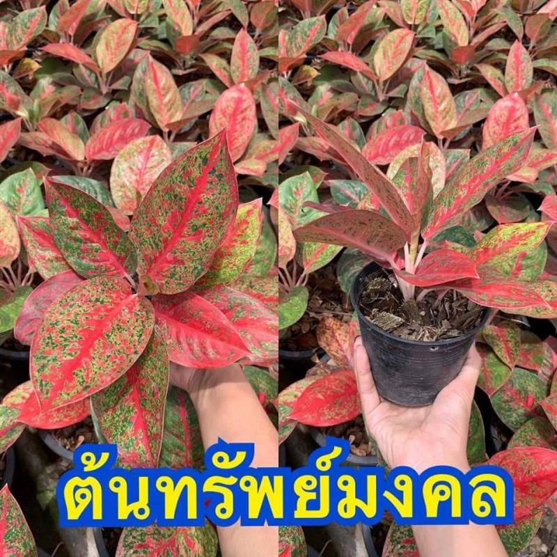 ต้นทรัพย์มงคล อโกลนีม่า ราชาแห่งไม้ประดับ ว่านมงคล ว่านไทย ปลูกแล้วดี เศรษฐีนิยม ต้นไม้มงคลเรียกทรัพย์