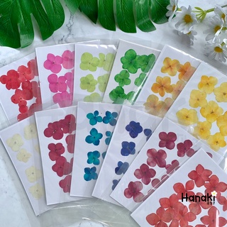 【พร้อมส่ง】ดอกไฮเดรนเยียทับแห้ง ดอกไม้จริงทับแห้ง ดอกไม้ทับแห้ง Pressed Flowers💐