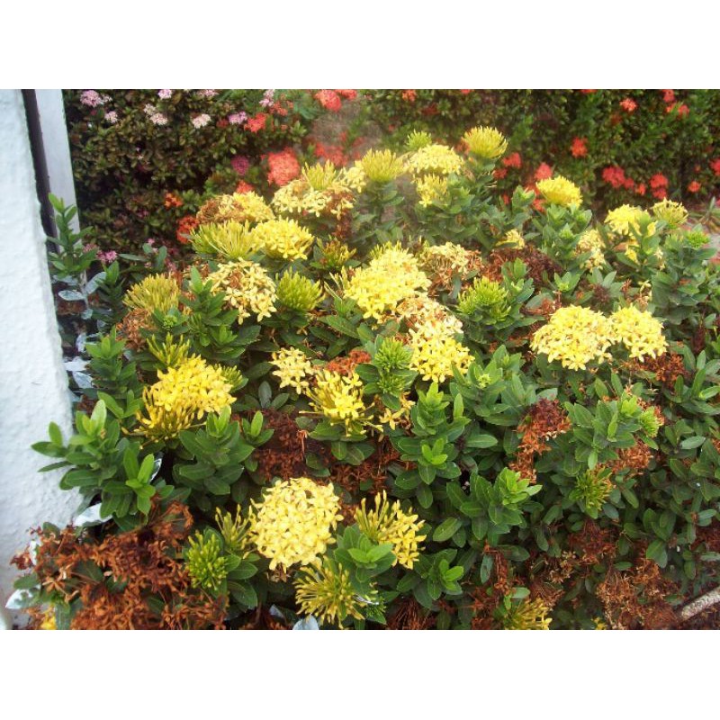 การตัดดอกไม้ Ixora chinesis Maui Yellow