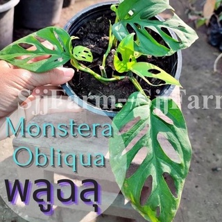 1 ต้น พลูฉลุ Monstera obliqua ต้นไม้ในร่ม ต้นไม้ฟอกอากาศ  ไม้มงคล จัดส่งพร้อมกระถาง 1-3 วันได้รับ