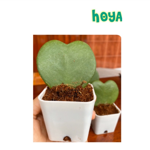 โฮย่า หัวใจทศกัณฑ์ (Hoya Kerrii) 🎊5 FREE 1🎊