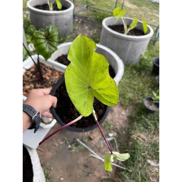 (พร้อมส่ง) colocasia esculenta mojito (Reverse) บอนโมจิโต้ ลำต้นใหญ่ ลูกจากแม่พันธุ์สวนบัวชากังราว