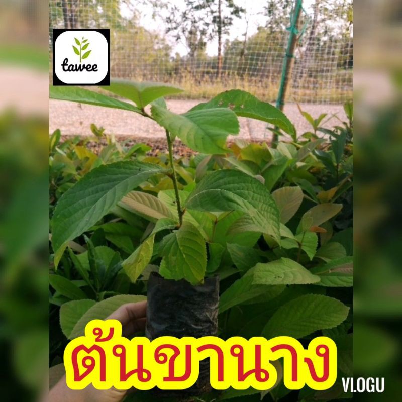 ต้นขานาง​ ต้นไม้​ประจำ​จังหวัด​กาญจนบุรี​ สูง​ 15-25​ ซม.
