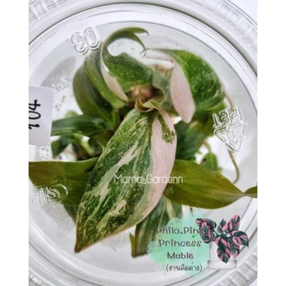 Philodendron Pink Princess Marble (งานขวดคัดด่าง)