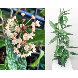 hoya macrophylla splash โฮย่าใบสวย