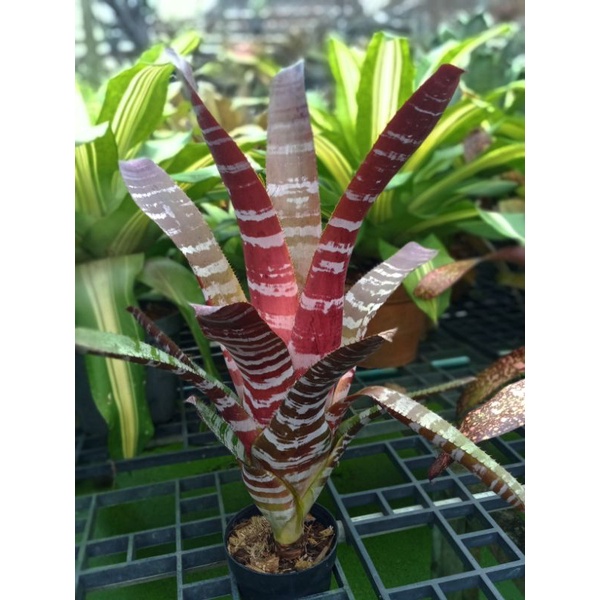 Aechmea chantinii แอคเมียม้าลาย