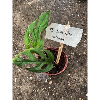 อะคูมินาต้า พลูฉลุยักษ์ (Monstera Acuminata) ไซส์2ใบกระถาง4นิ้ว