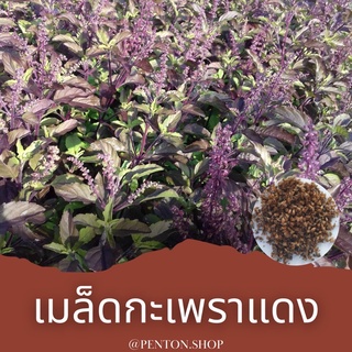 เมล็ดพันธุ์กะเพราแดง 100เมล็ด ขั่นต่ำค้าภายในร้าน30บาทขึ้นไป