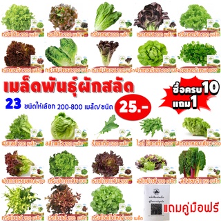 เมล็ดอวบอ้วน100%[10แถม1 มีคู่มือ] เมล็ดพันธุ์ คะน้าเคลสีแดงม่วง scarlet kale ประมาณ 50 เมล็ด (0.2กรัม) เมล็ดพันธุ์ ผักสล