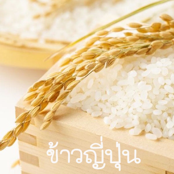 ข้าวญี่ปุ่น🌱โคชิฮิคาริ📌ถูกที่สุด10บ.📌ข้าวญี่ปุ่นโคชิฮิคา50เมล็ด🌿ปลูกง่าย🌿ให้ผลผลิตดี🌱ทานอร่อย