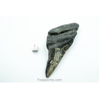 [อายุกว่า 20 ล้านปี!] #M6 ฟอสซิล ฟันฉลามยักษ์ Megalodon Fossil Tooth ขนาด 4.48" หนัก 113.5g จาก USA