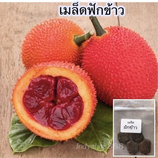 เมล็ดฝักข้าว ราคา 9 บาท (10 แถม 1 คละได้ )
