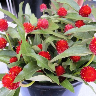 เมล็ดพันธุ์ บานไม่รู้โรย สีแดง Gomphrena Mix Seeds คุณภาพ 100 เมล็ด