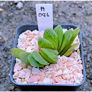 Haworthia truncata ‘Green Lemon’ hybrid A086