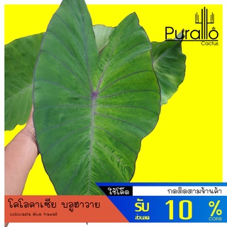 บอน โคโลคาเซีย บลูฮาวาย Colocasia Blue hawaii #colocasia #ต้นไม้ด่าง