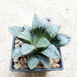 พร้อมส่ง!!ฮาโวเทีย  Haworthia comptoniana hybrid Marilyn จัดส่งแบบล้างราก