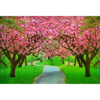 โปสเตอร์ รูปถ่าย ซากุระ วิว ธรรมชาติ Landscapes Nature POSTER 24”x35” นิ้ว Beautiful Sakura Tree Walkway V2