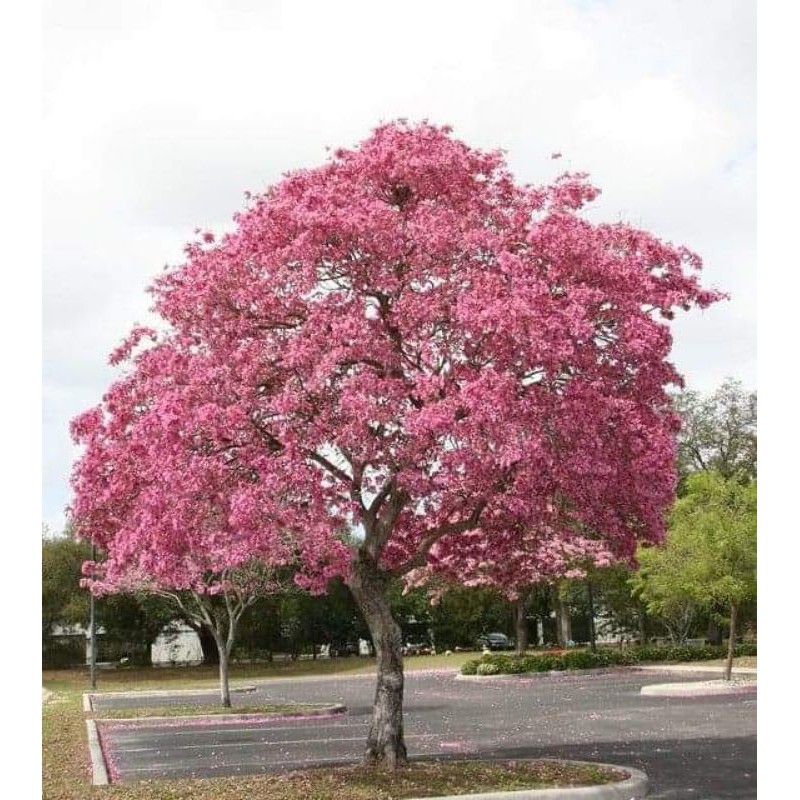 ต้นชมพูพันธุ์ทิพย์#ดอกสวยมาก ติดดอกดก ปลูกเป็นไม้ประดับ สูง 60-70ซ.ม - รูปที่ 2