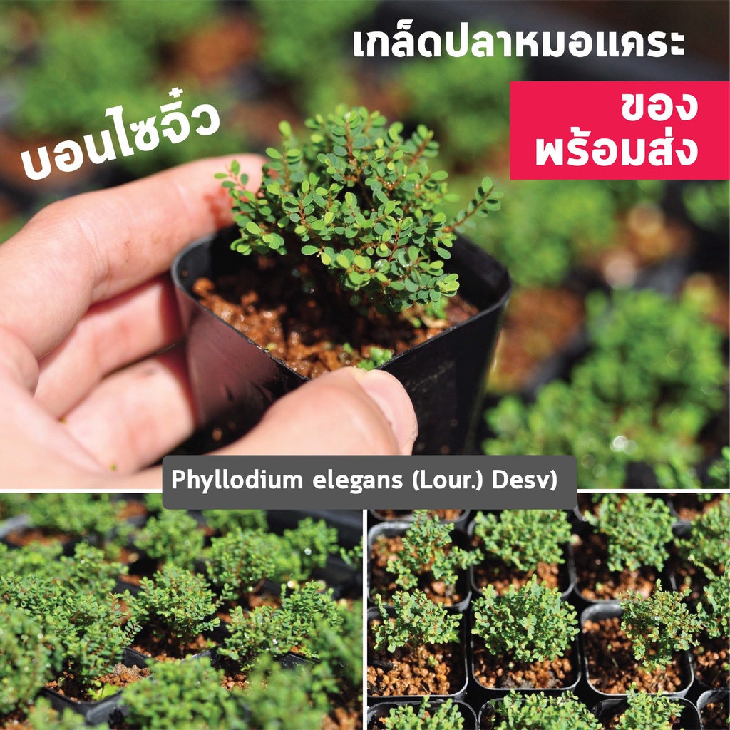 ต้นไม้ บอนไซ เกล็ดปลาหมอแคระ บอนไซจิ๋ว Phyllodium elegans (Lour.) Desv กระถางพลาสติก2นิ้ว