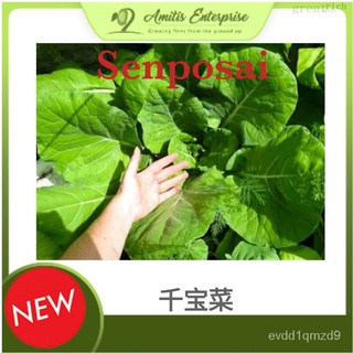 Buy 1 Free 1 Senposai *RARE* Seeds from Japan 千宝จาน（กะหล่ำปลีคะน้าผสมพันธุ์）母婴/鲜花/种子/向日葵/帽子/上衣/头饰/seeds/通心菜/裙子/ QMMR