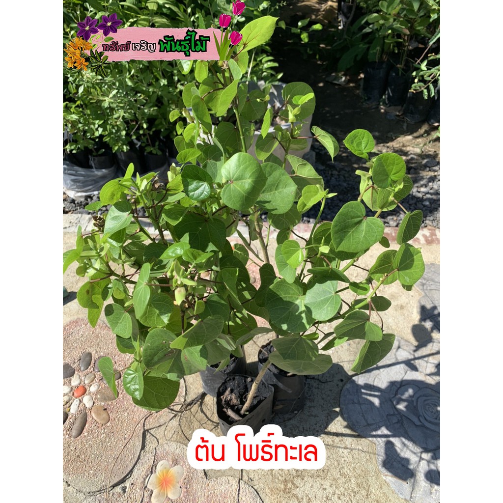ต้นโพธิ์ทะเล ไม้ดอก ดอกเปลี่ยนสีได้ สูง 70 cm.พร้อมส่ง สำคัญกรุณาสั่งซื้อในเวลา12:00น.-00:00น.