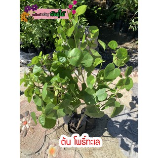 ต้นโพธิ์ทะเล ไม้ดอก ดอกเปลี่ยนสีได้ สูง 70 cm.พร้อมส่ง