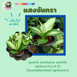 แสงจันทรา / แสงจันทร์ #ไม้ประดับ #ไม้มงคล ในกระถาง 8 นิ้ว