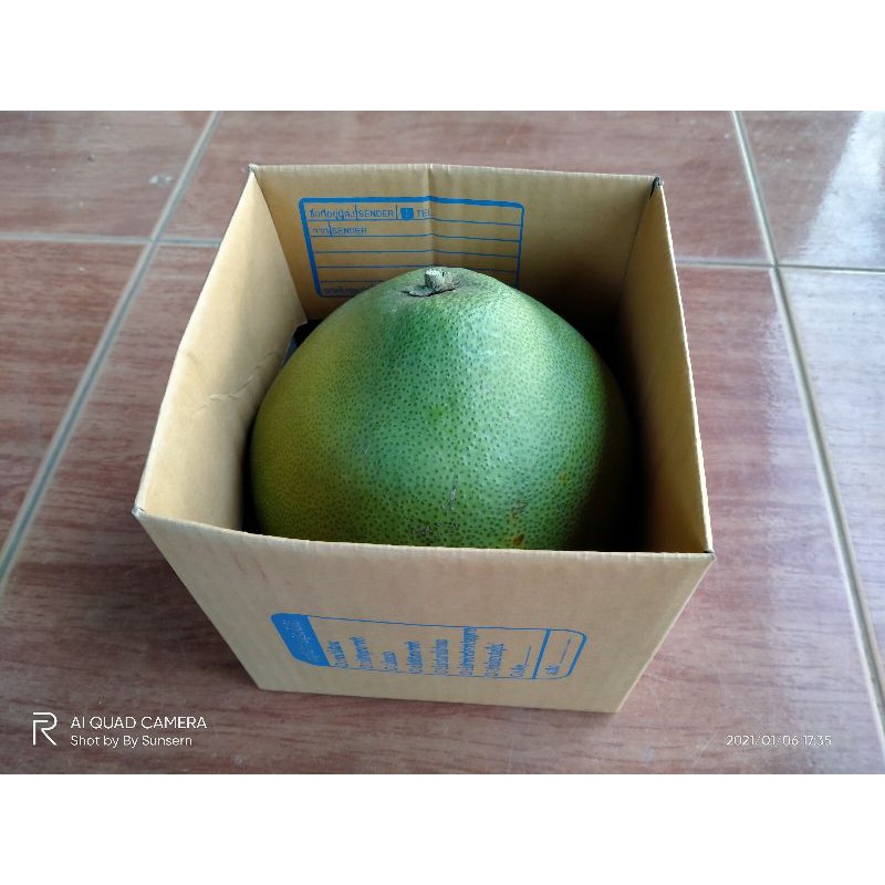 ส้มโอขาวแตงกวา ลูกละ ประมาณ 0.9 - 1.2 ก.ก. บ้านคลองสีฟัน อ.หล่มสัก จ.เพชรบูรณ์ รสชาดดี อร่อย หวานฉ่ำ ปลอดสารพิษ