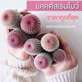 [ถูกที่สุด]แคคตัส กระบองเพชร เรนโบว์  Rainbow cactus