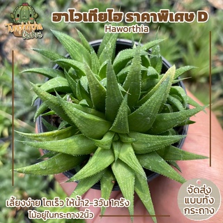 ฮาโวเทีย Haworthia ราคาพิเศษ D (ส่งทั้งกระถาง)