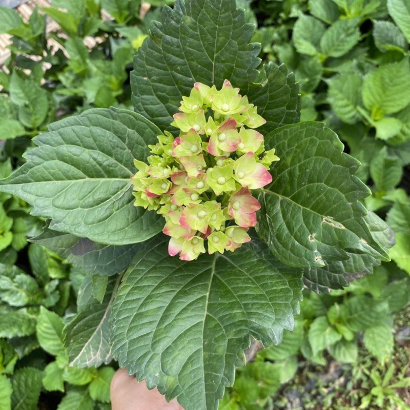 ต้นไฮเดรนเยีย พันธุ์หนัก Hydrangea  (ติดดอก) ดอกแดง สีสวย  แบบถุง - รูปที่ 2
