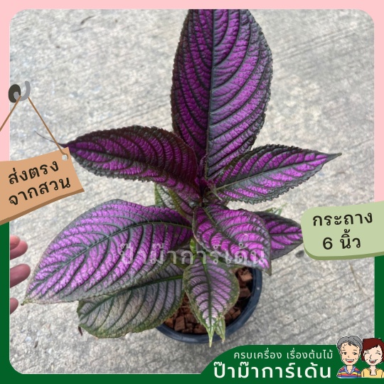 มุมมอง 2