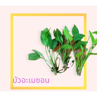 บัวอเมซอน ตกแต่งอ่างปลาบ่อปลาโหลปลาเพิ่มความเป็นธรรมชาติ