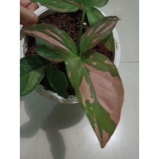 เงินไหลมาด่างชมพูSyngonium Pink Splash