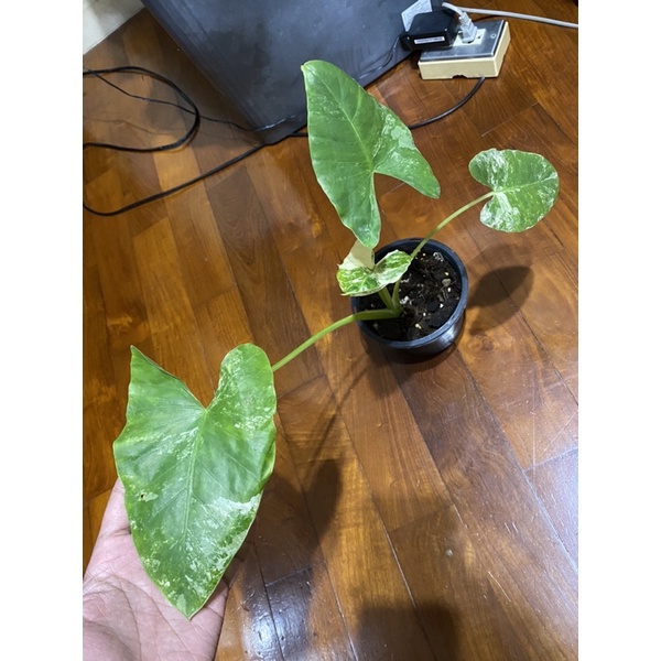 บอนกระดาษด่างขาวAlocasia