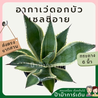 อากาเว่ดอกบัว
เซลซิอาย