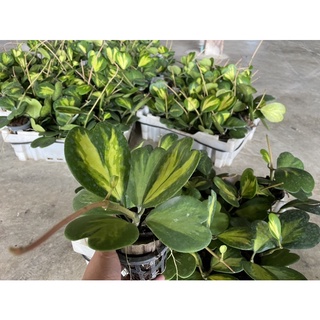โฮย่าหัวใจ ด่างงงงงงง❤️❤️🍃🌱🌿🌿🍃🍃🌿