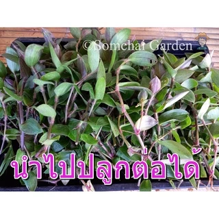 หญ้าไผ่น้ำสด ขายเป็นกิโล เกษตรอินทรีย์ (หญ้าไผ่น้ำล้างไต) รหัสร้าน iqsungfj *โปรดระวังร้านค้าลอกเลียนแบบ